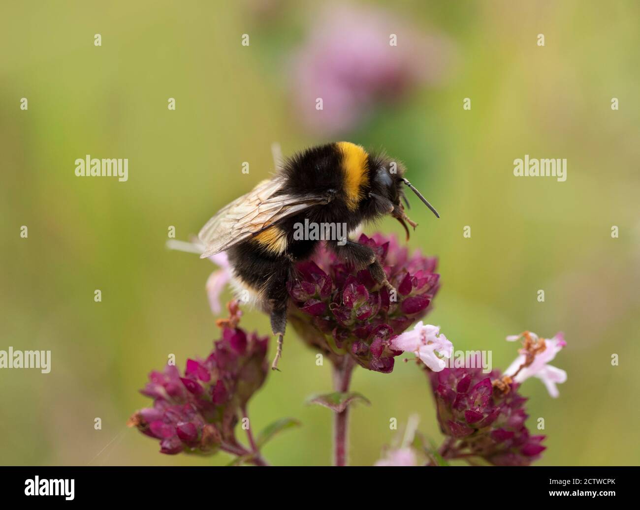 Bumblebee (Bombus terrestris), su fiore di timo selvaggio (Thymus serphyllum), Kent UK Foto Stock