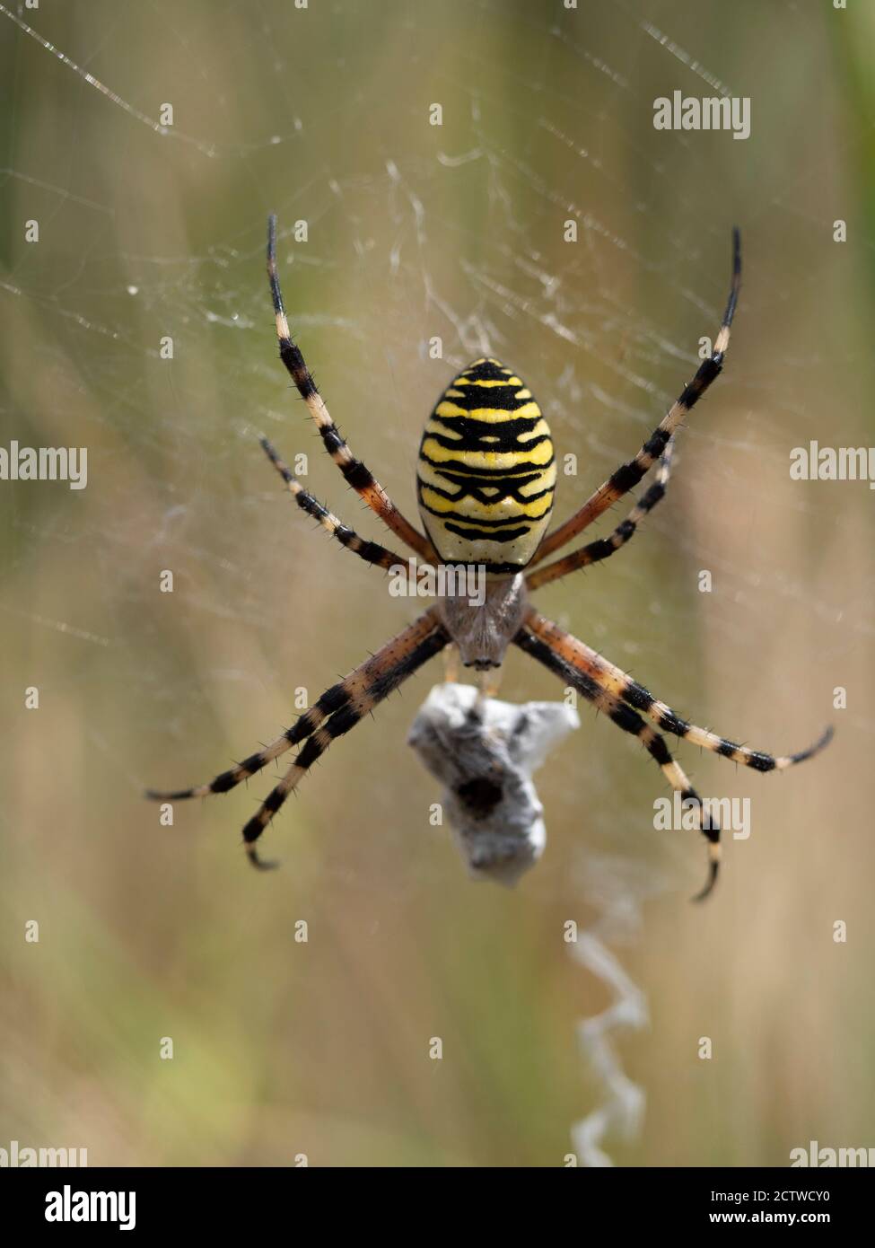 Wasp Spider (Argiope bruenniche) in rete con preda avvolte in seta, Kent, UK Foto Stock