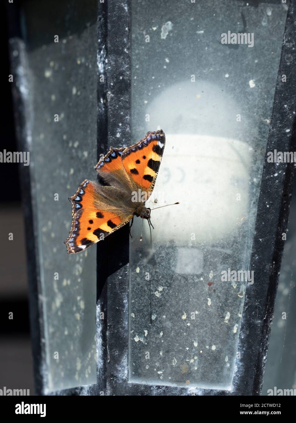 Piccola farfalla di tartaruga (Aglais urtica) poggiata su lampada esterna in giardino, Kent UK Foto Stock