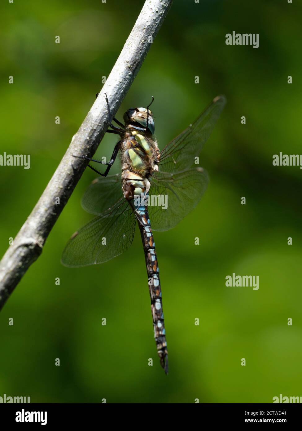 Libellula del falco meridionale, maschio, (Aeshna cyanea) Kent, Regno Unito Foto Stock