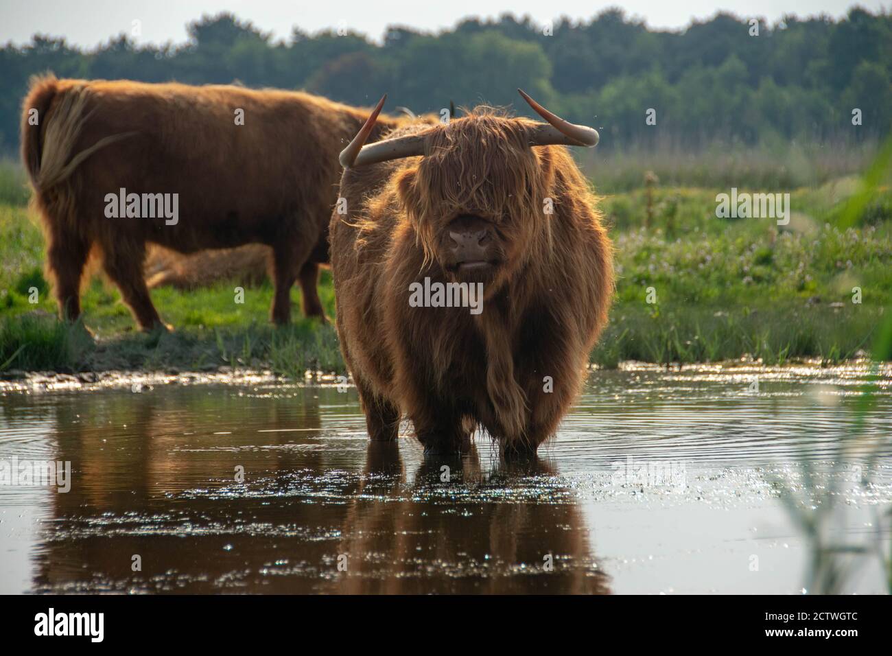 Mucca di Highlander godendo l'acqua nello stagno, dietro il forrest chiamato donkere duinen nei paesi bassi. Foto Stock