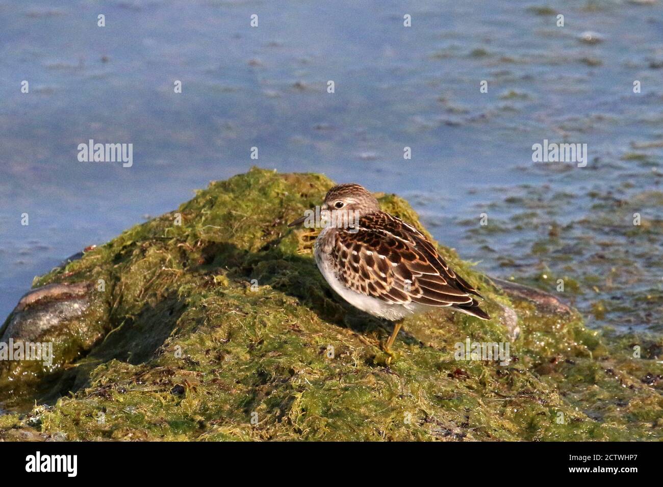 Minimo Sandpiper sull'alimentazione della roccia Foto Stock