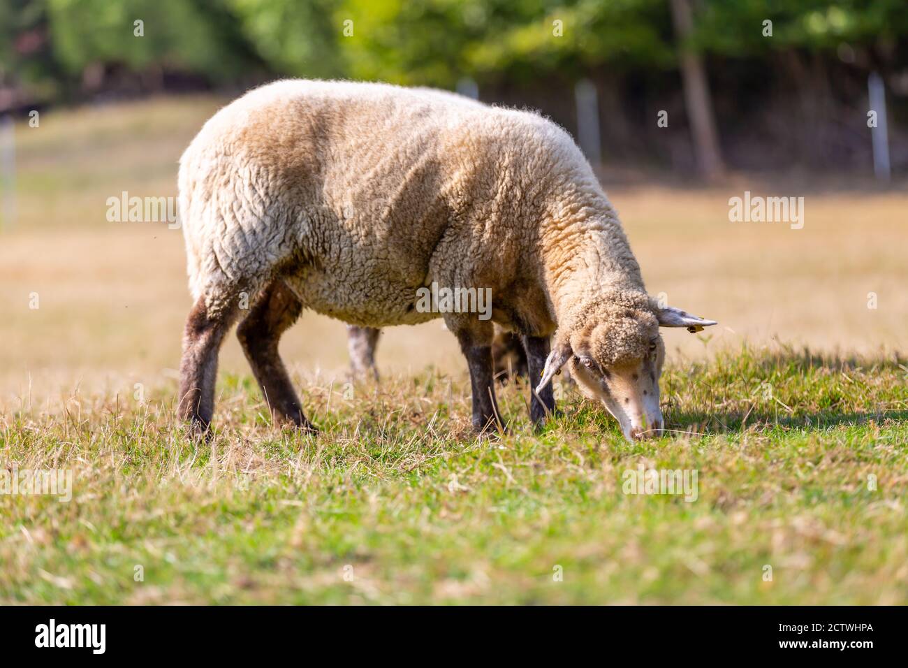 Ritratto di una pecora in una fattoria Foto Stock