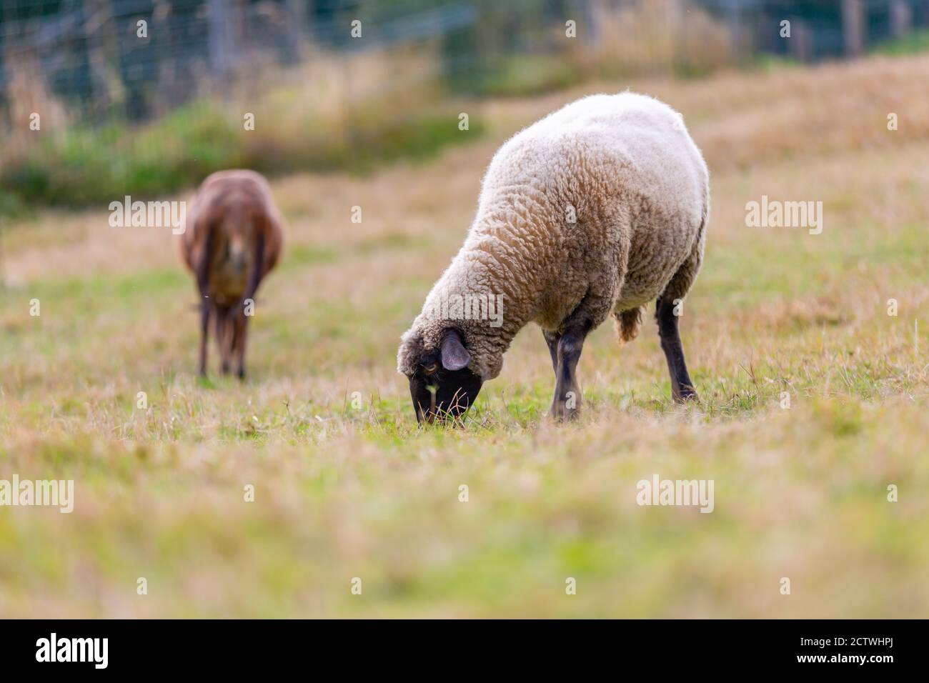 Ritratto di una pecora in una fattoria Foto Stock