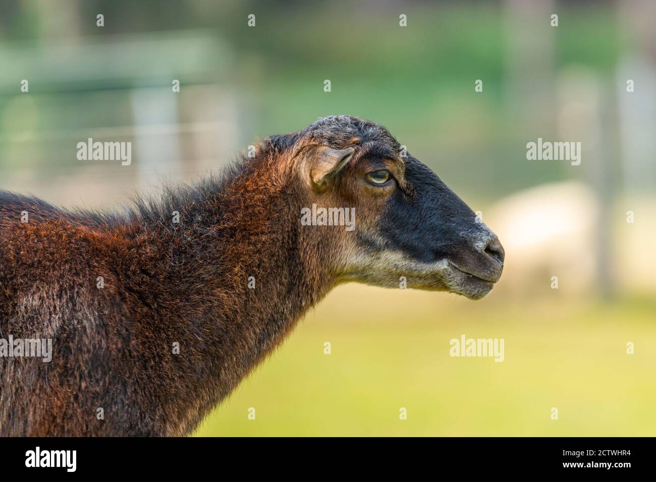 Ritratto di una pecora in una fattoria Foto Stock