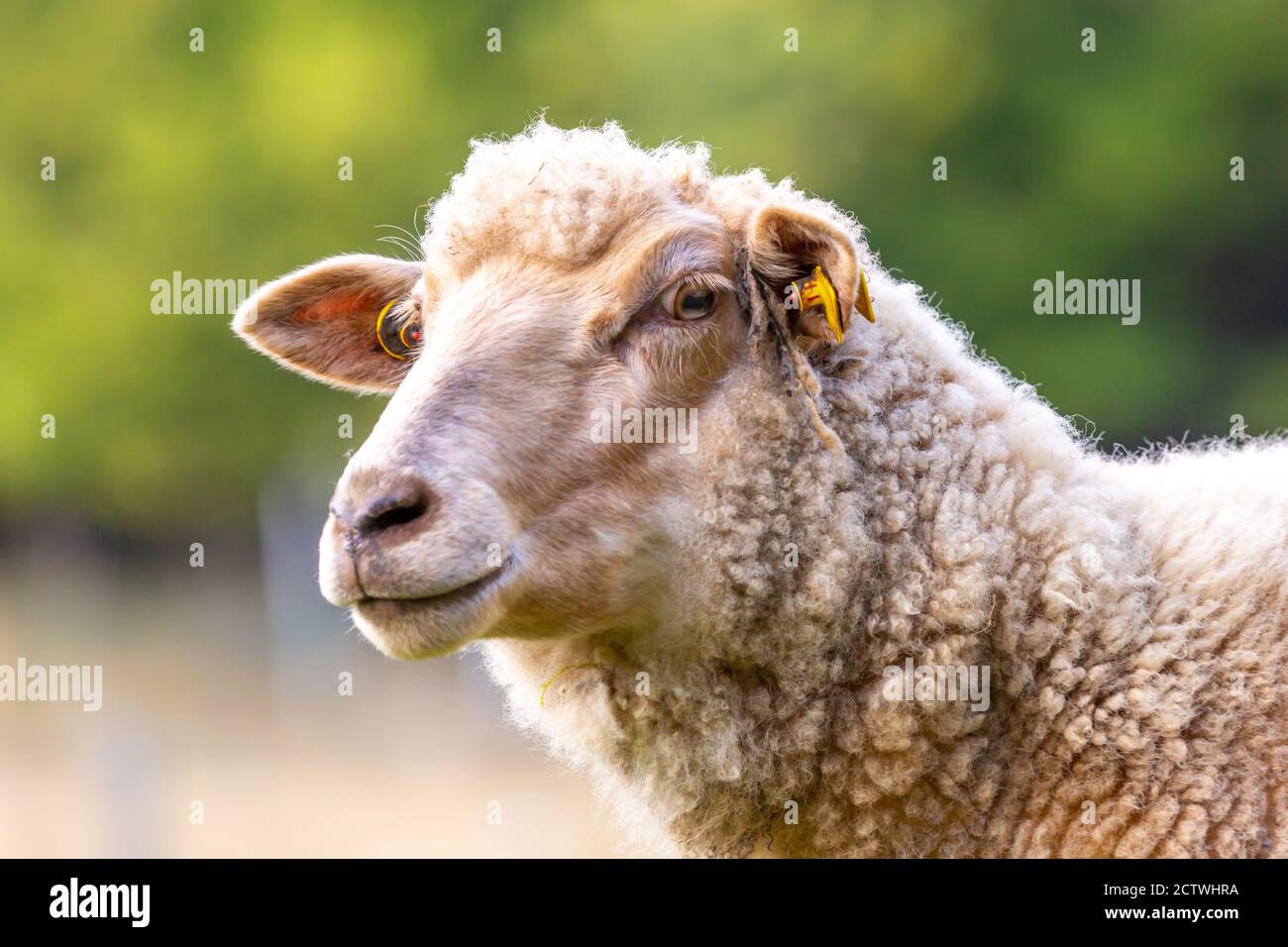 Ritratto di una pecora in una fattoria Foto Stock