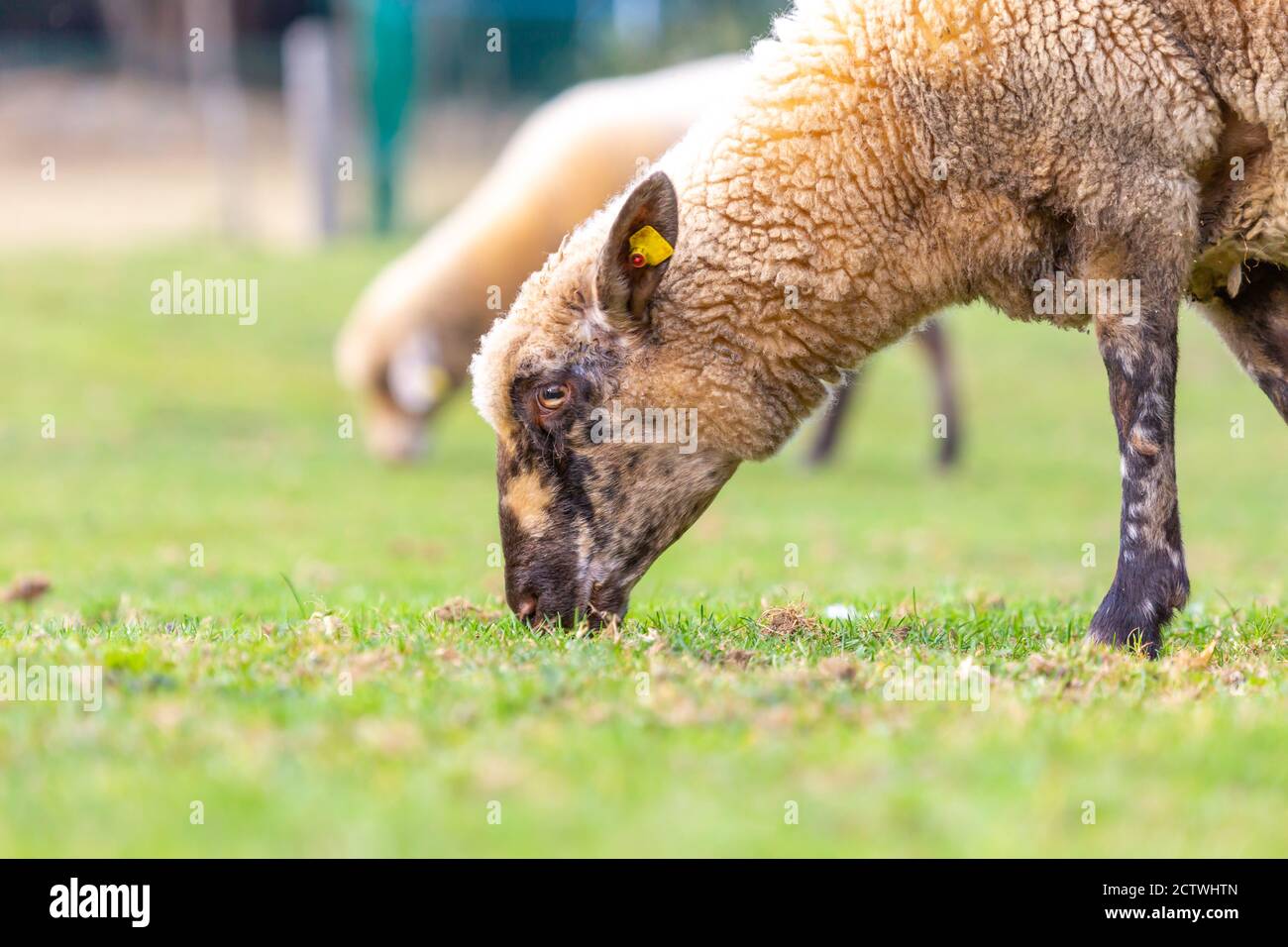 Ritratto di una pecora in una fattoria Foto Stock