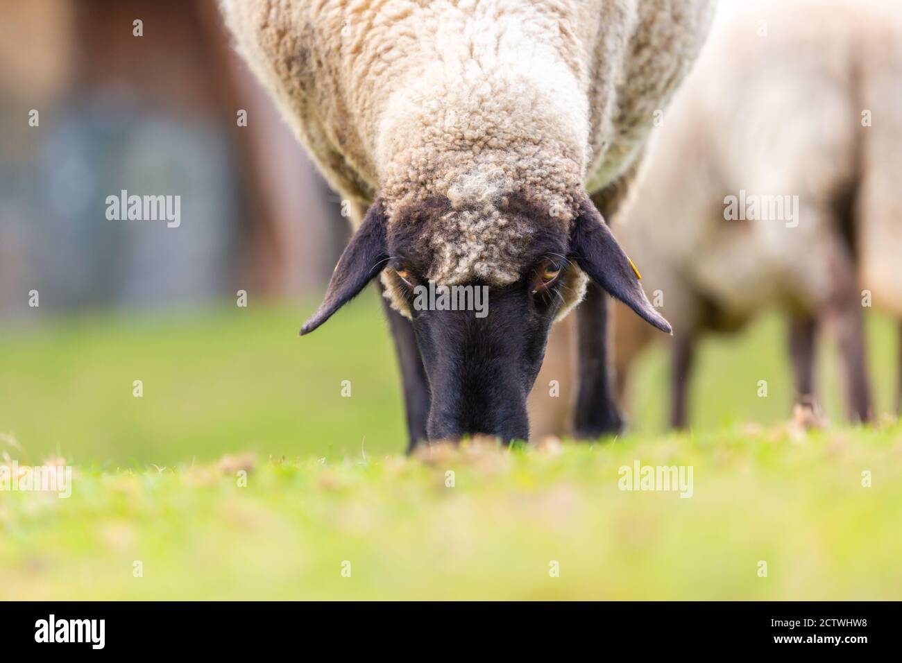 Ritratto di una pecora in una fattoria Foto Stock