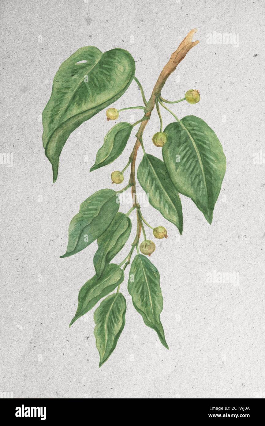 Illustrazione acquerello con un ramo di mela selvatica su sfondo di carta. Foto Stock