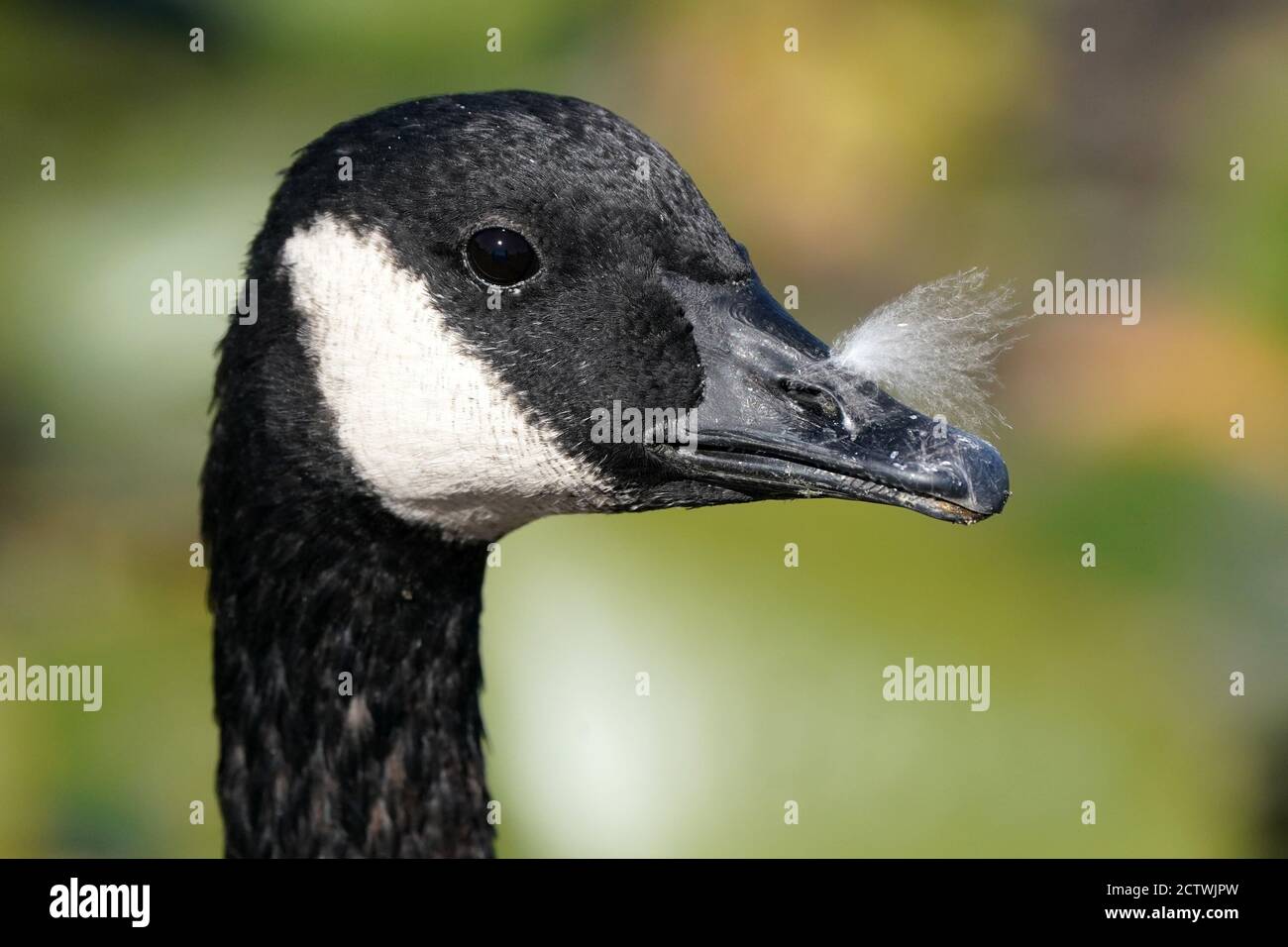 Canada Geese closeup Foto Stock