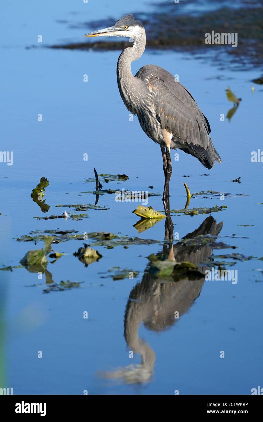 Grande Blue Heron in natura Foto Stock