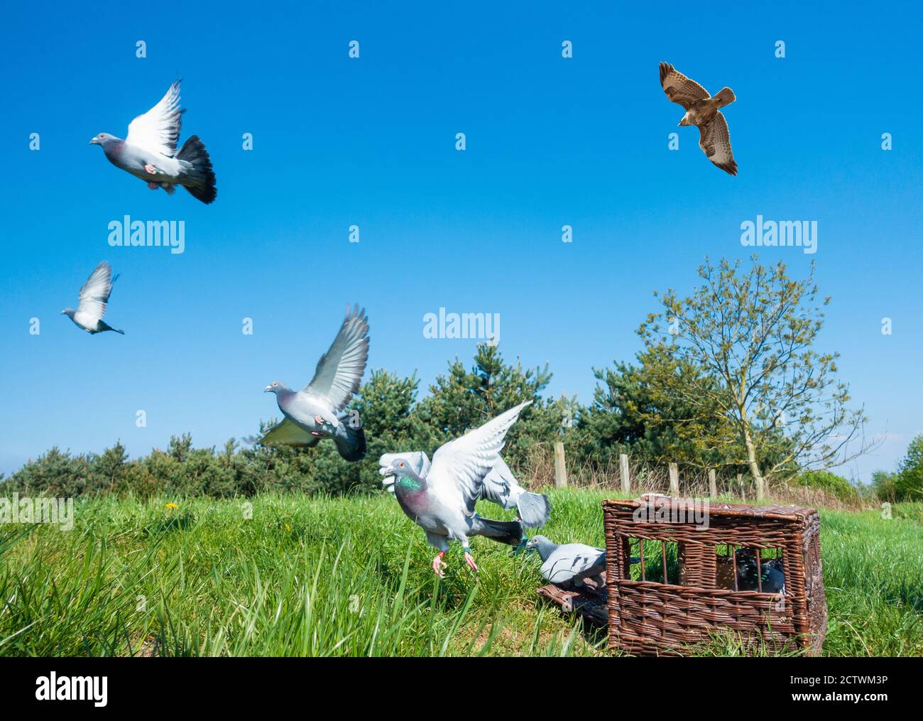 I piccioni da corsa vengono rilasciati con Peregrine Falcon che vola sopra. REGNO UNITO. Immagine composita. Foto Stock