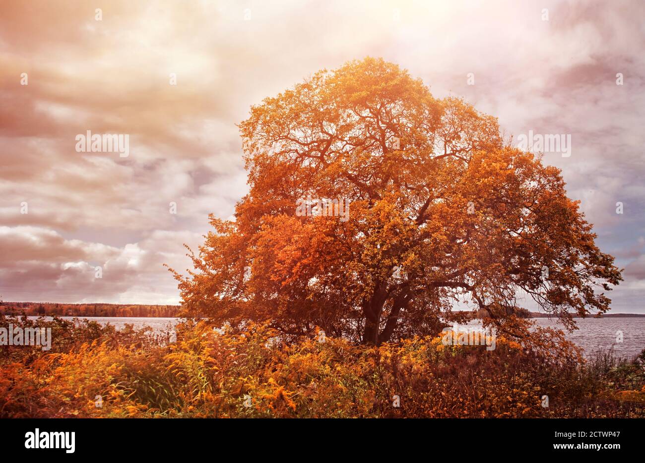 Vecchio albero di olmo in colori autunnali sulla riva del lago pomeriggio Foto Stock