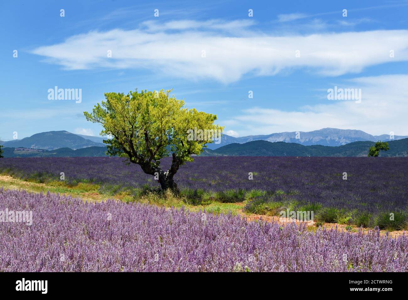 Albero isolato, campi di Clary Sage, Salvia sclarea, & Lavanda sull'altopiano di Entrevennes Alpes-de-Haute-Provence Foto Stock