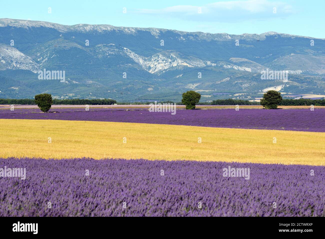 Campo di grano estivo e lavanda sull'altopiano di Valensole con Colline delle Alpi francesi inferiori nella distanza Alpi-de-alta Provenza Provenza Provenza Francia Foto Stock