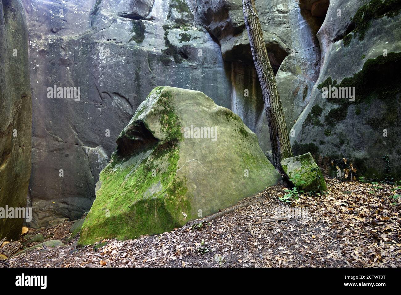 Boulder coperto di muschio nella gola rocciosa conosciuta come le Jardin du Roi, il Giardino del Re, tra gli affioramenti di arenaria di Annot Alpes-de-Haute-Provence Francia Foto Stock