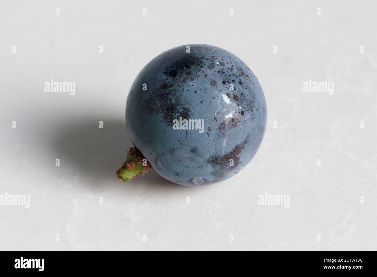 primo piano di un'unica uva concord umida su sfondo bianco liscio in pietra con illuminazione naturale Foto Stock
