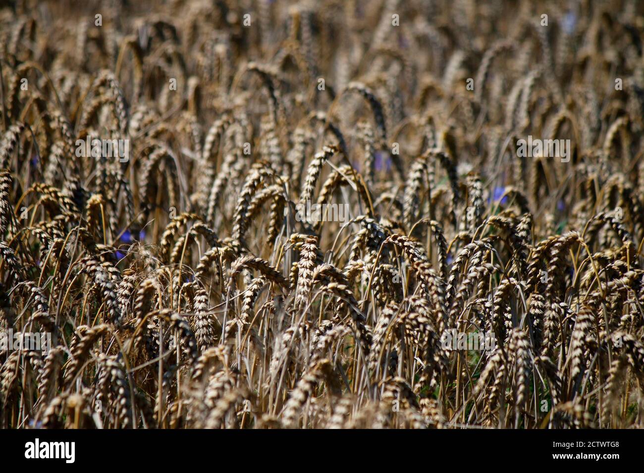 Getreide: Weizen, Usedom (nur fuer redaktionelle Verwendung. Keine Werbung. Referenzdatenbank: http://www.360-berlin.de. © Jens Knappe. Bildquellennac Foto Stock