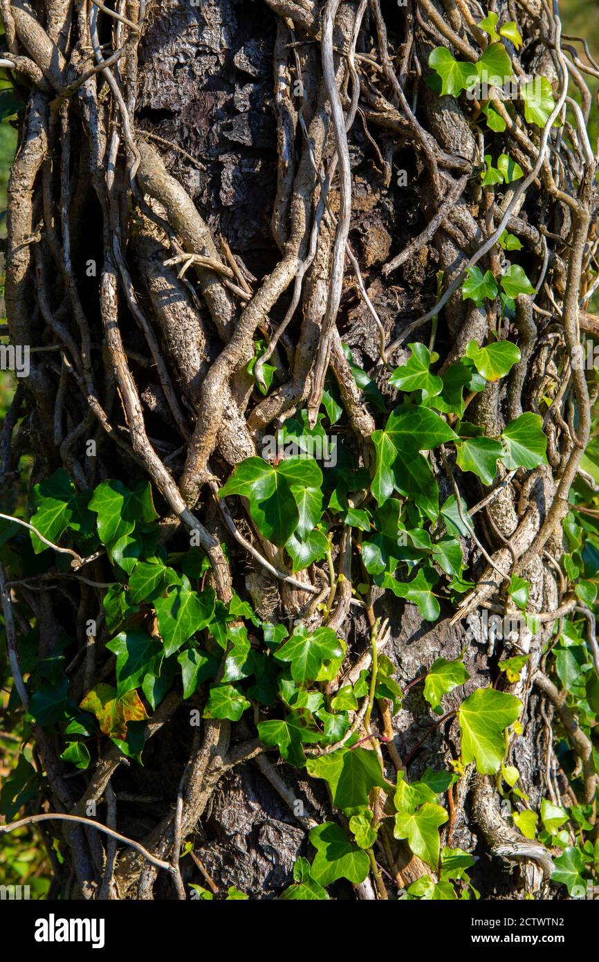 Primo piano di viti, germogli e foglie che crescono nella corteccia di un albero. Foto Stock