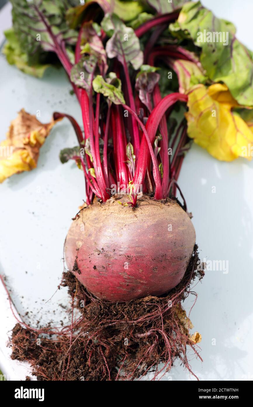 Radice di barbabietola homegrown appena sollevata dal suolo Foto Stock