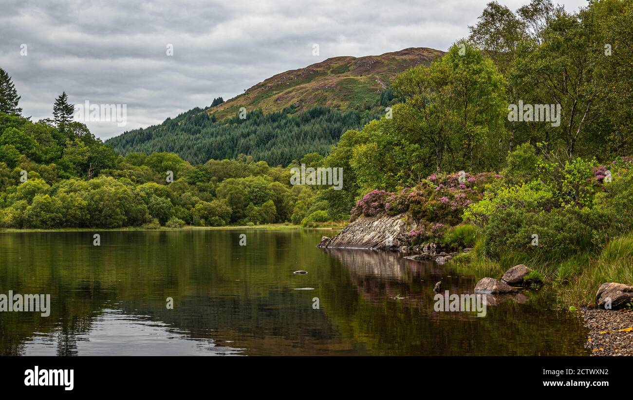 Erica viola a colori e riflessi a Loch Chon, Trossachs National Park nelle Highlands scozzesi Foto Stock