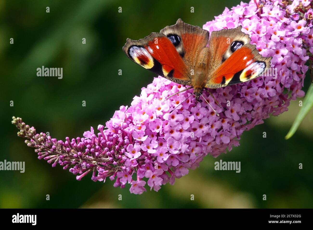 Farfalla europea di pavone Aglais io / Inachis io su fiore seduta e nettare da mangiare su Buddleia davidii fiore rosa Budda Buddleia Butterfly Bush Estate Foto Stock