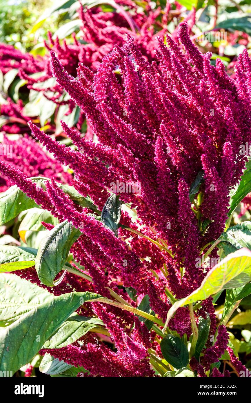 Prince-of-Wales Feather Amaranthus hypochondriacus Pigmy Torch Foto Stock