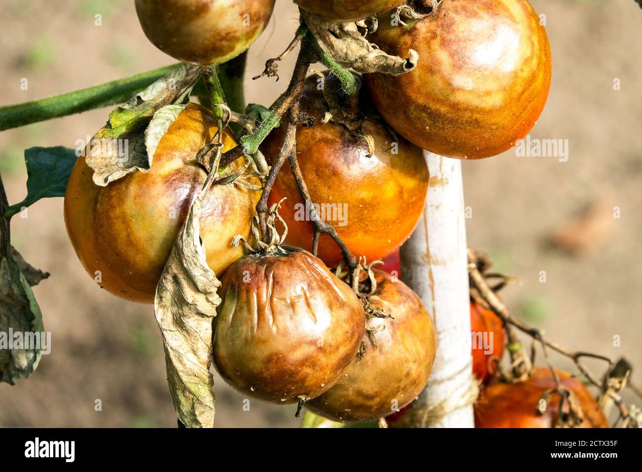 Problemi di pomodoro Pomodorini Blight Pomodorini causati da malattia tardiva di Solanum lycopersicum infetto piante Mildews Phytophthora infestans Foto Stock