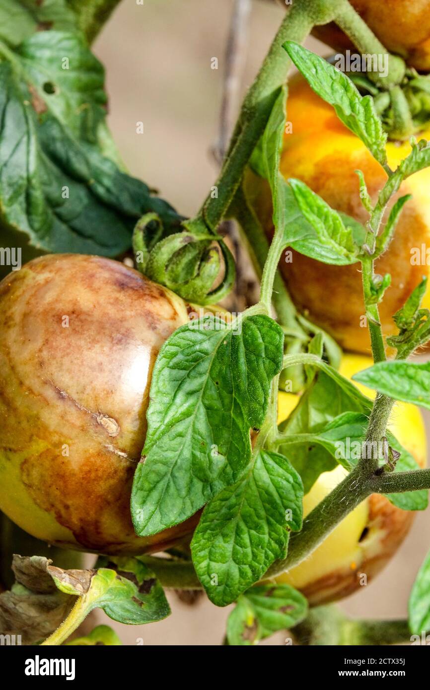 Pianta di pomodori di blight Foto Stock