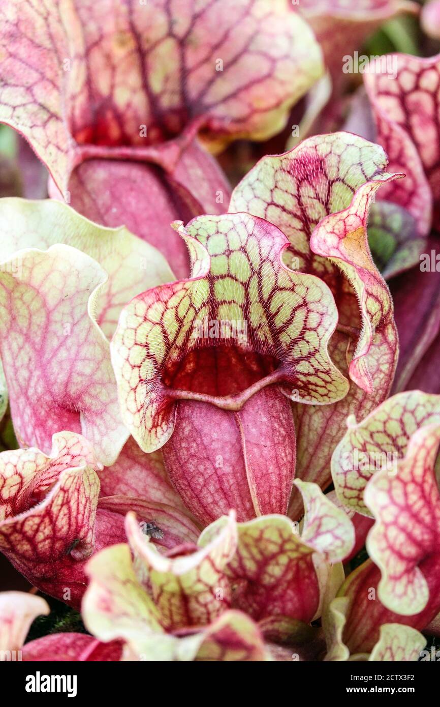 Pianta caraffa Sarracenia purpurea "venosa" foglie di vene viola Foto Stock