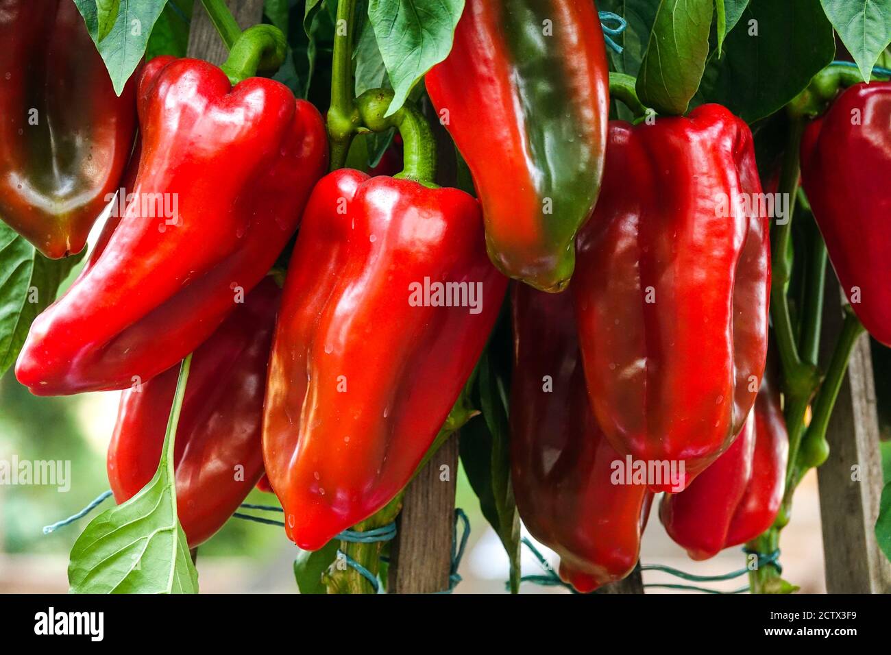 Gustosi peperoni rossi che crescono e maturano su una pianta Foto Stock