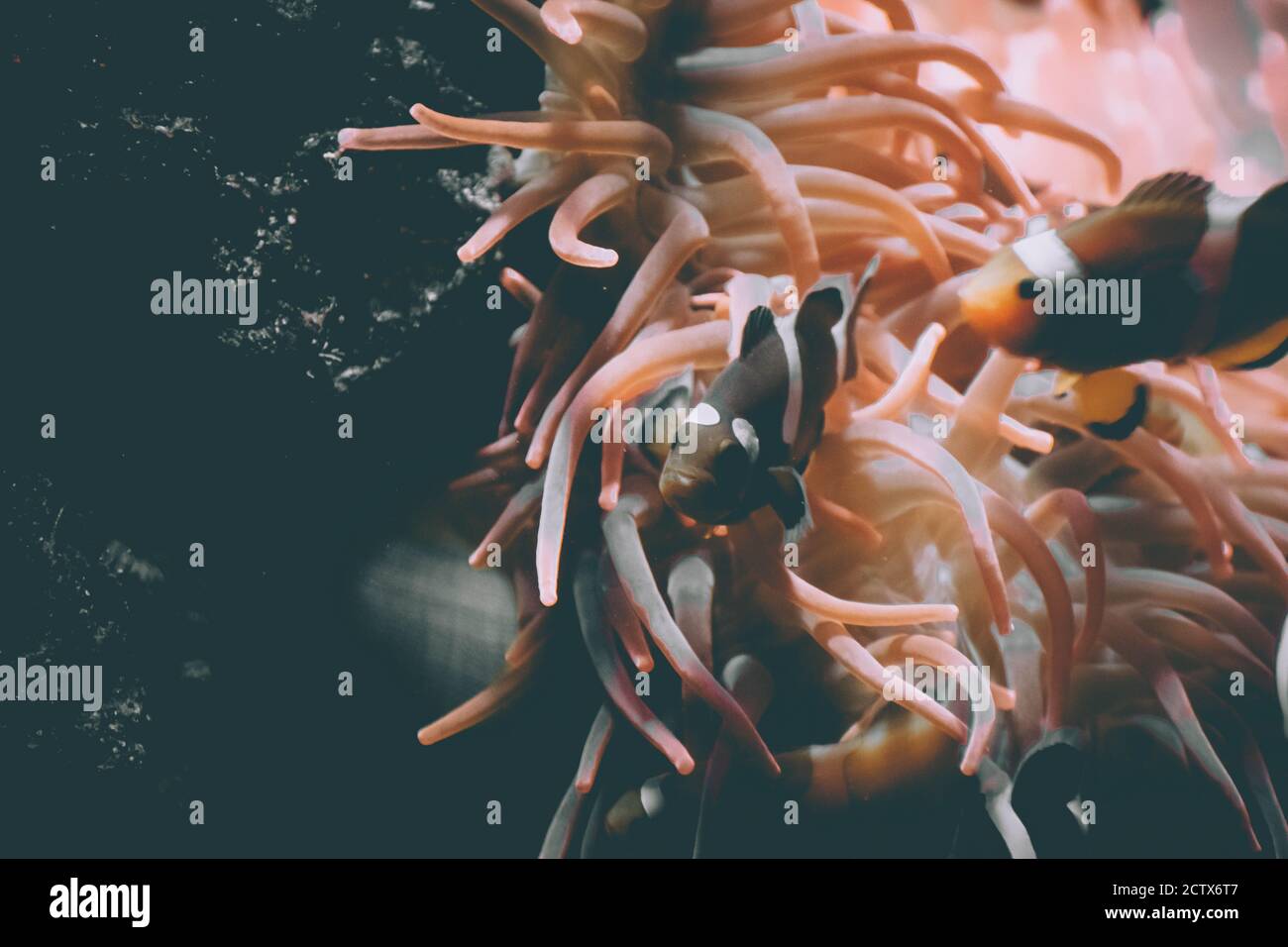 meduse di pesce in acquario Foto Stock