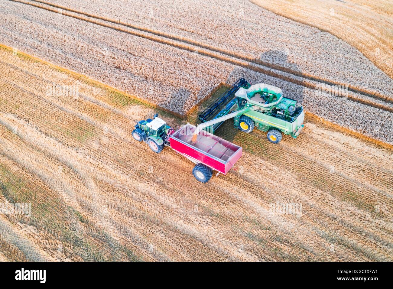 Raccolta del grano in campo autunnale. Un trattore moderno si trova direttamente accanto alla mietitrebbia e trasporta grano. Vista dall'alto dell'antenna Foto Stock