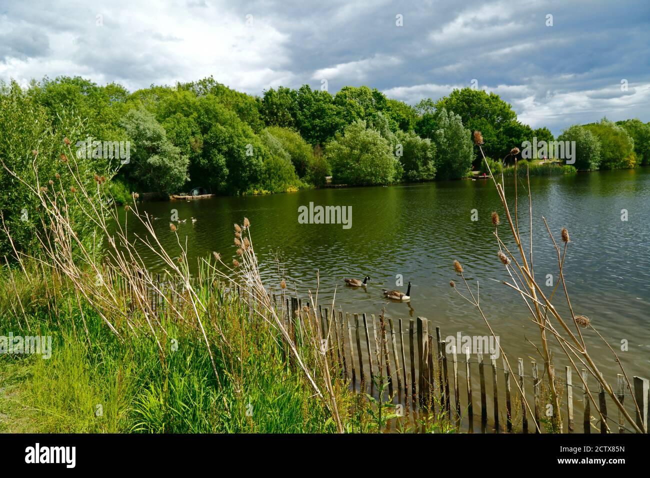 Teasel / Dipsacus piante sulla riva del lago di Barden in un giorno d'estate tempestoso, Haysden Country Park, vicino a Tonbridge, Kent, Inghilterra Foto Stock