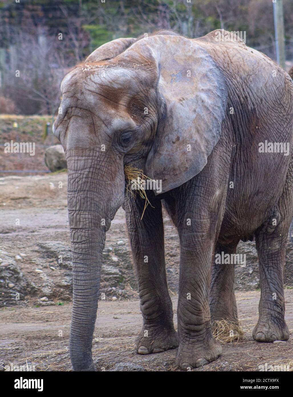 Adulto femmina elefante mangiare fieno e rilassarsi. Foto Stock