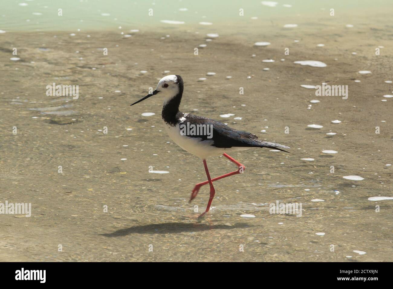 Un pied, o bianco-testa stilt (Himantopus leucocephalus), un delicato uccello di guado trovato in Australasia, fotografato sulla riva di un lago della Nuova Zelanda Foto Stock