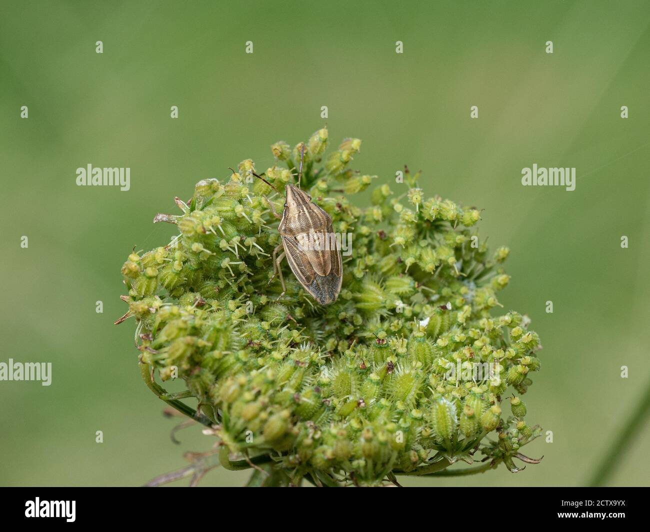 Un primo piano di un bug dello Shield dei Vescovi Mitre (Aelia acuminata) poggiante su una testa di seme di carota selvatica Foto Stock