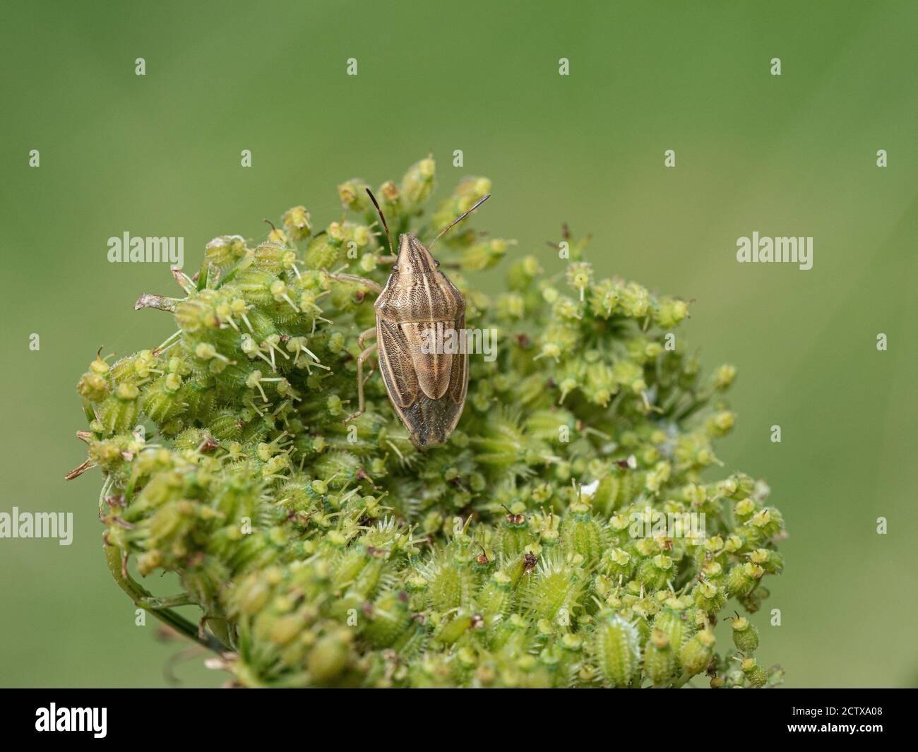 Un primo piano di un bug dello Shield dei Vescovi Mitre (Aelia acuminata) poggiante su una testa di seme di carota selvatica Foto Stock