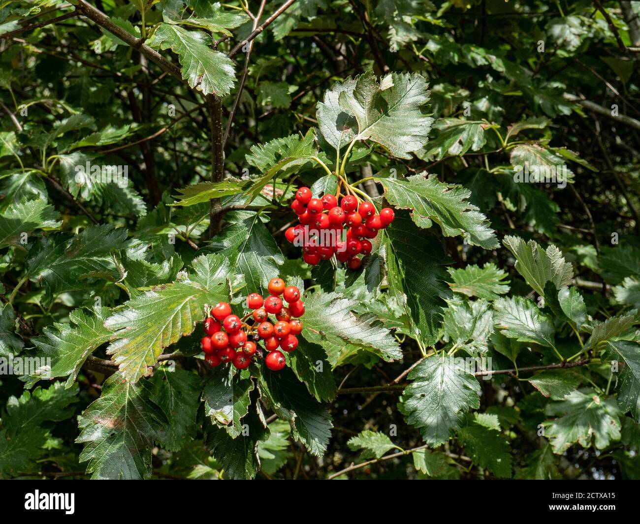 Le foglie e le bacche rosso brillante del biancospino del midland Crataegus laevigata Foto Stock