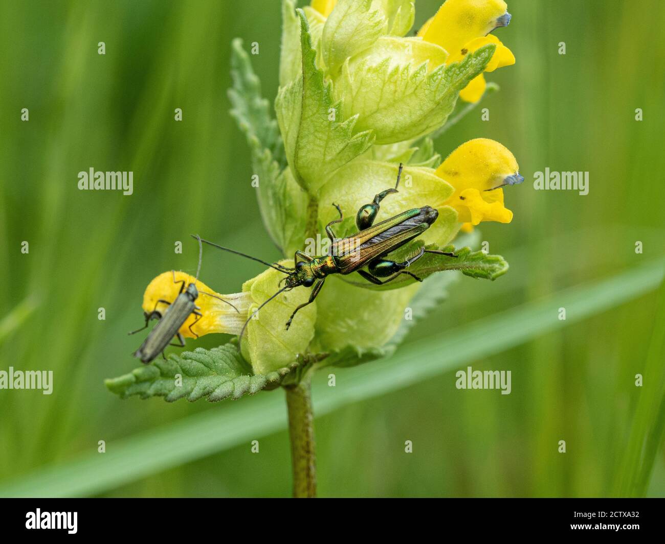 Un primo piano di Oedemera nobilis il falso olio scarabeo su un fiore di sonaglino giallo Foto Stock