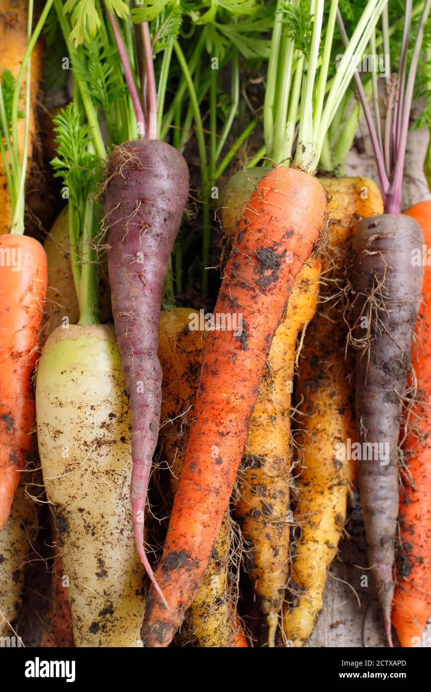 'Harlequin' carote F1. Appena tolto, miscela di carote arcobaleno coltivata in casa sul tavolo da giardino. REGNO UNITO Foto Stock