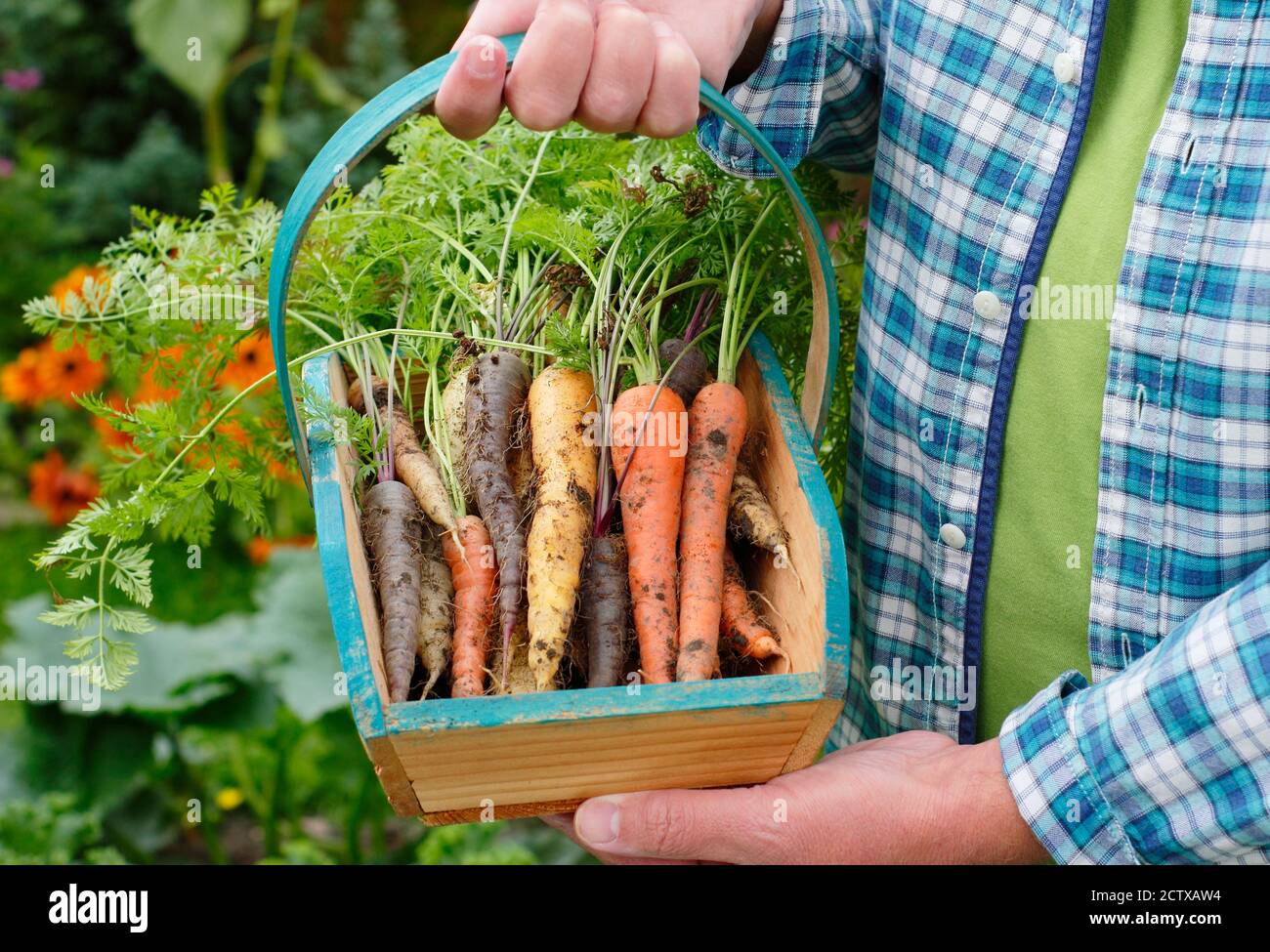 Harlequin carote F1. Carote arcobaleno appena sollevate cresciute in un terreno di veg domestico (nella foto) visualizzato in un trug. REGNO UNITO Foto Stock