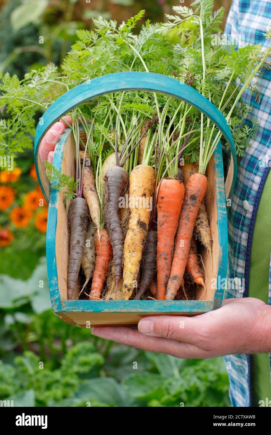 Harlequin carote F1. Carote arcobaleno appena sollevate cresciute in un terreno di veg domestico (nella foto) visualizzato in un trug. REGNO UNITO Foto Stock