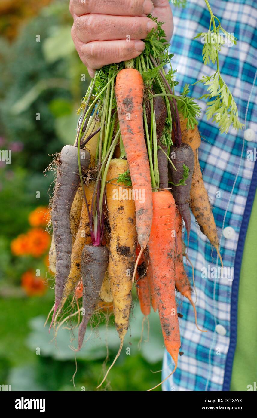 Uomo con mazzo di carote raccolte dalla sua trama vegetale. La F1 di Harlequin. Foto Stock