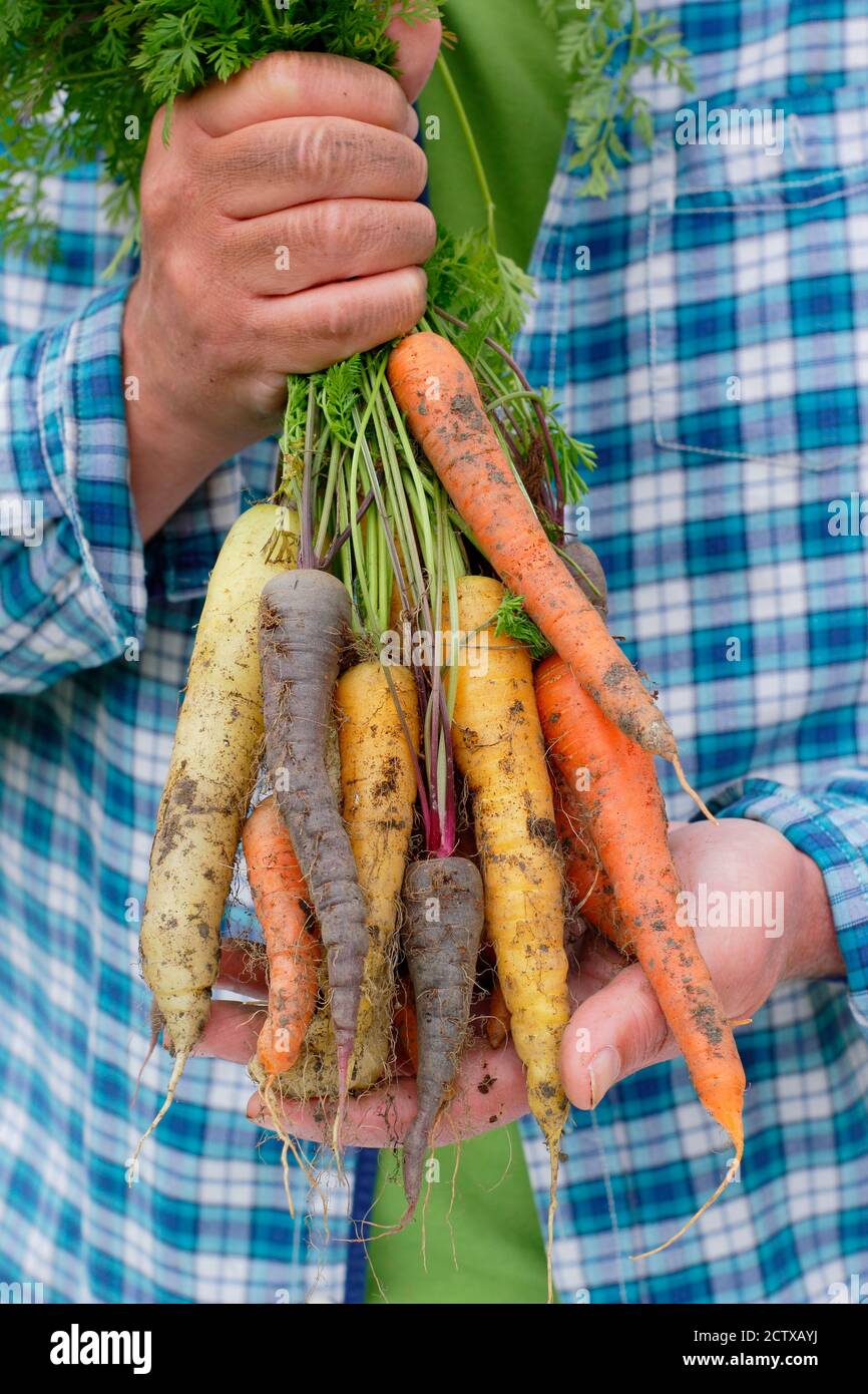 'Harlequin' carote F1. Carote di arcobaleno appena selezionate coltivate in un giardino domestico della cucina (nella foto). Foto Stock