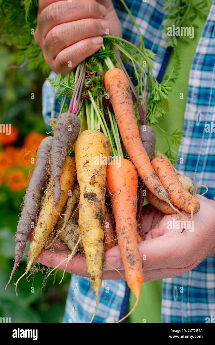 Daucus carota 'Harlequin' F1. Mazzo di carote di arcobaleno appena alzate, coltivate in casa, tenute dal coltivatore. REGNO UNITO Foto Stock