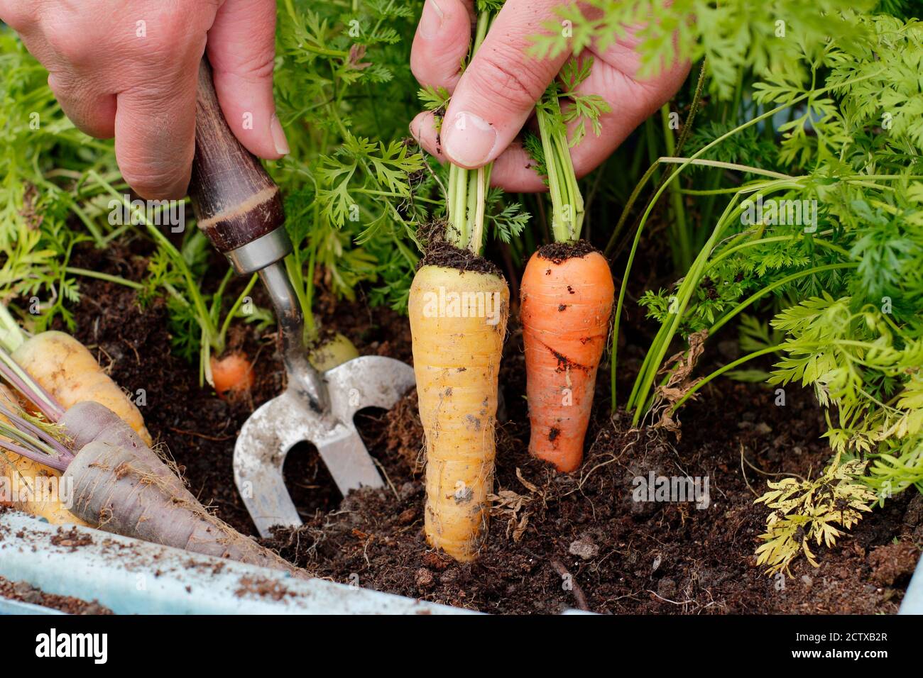 Daucus carota 'Harlequin' F1. Carote che crescono in un contenitore in un terreno di veg domestico. REGNO UNITO Foto Stock