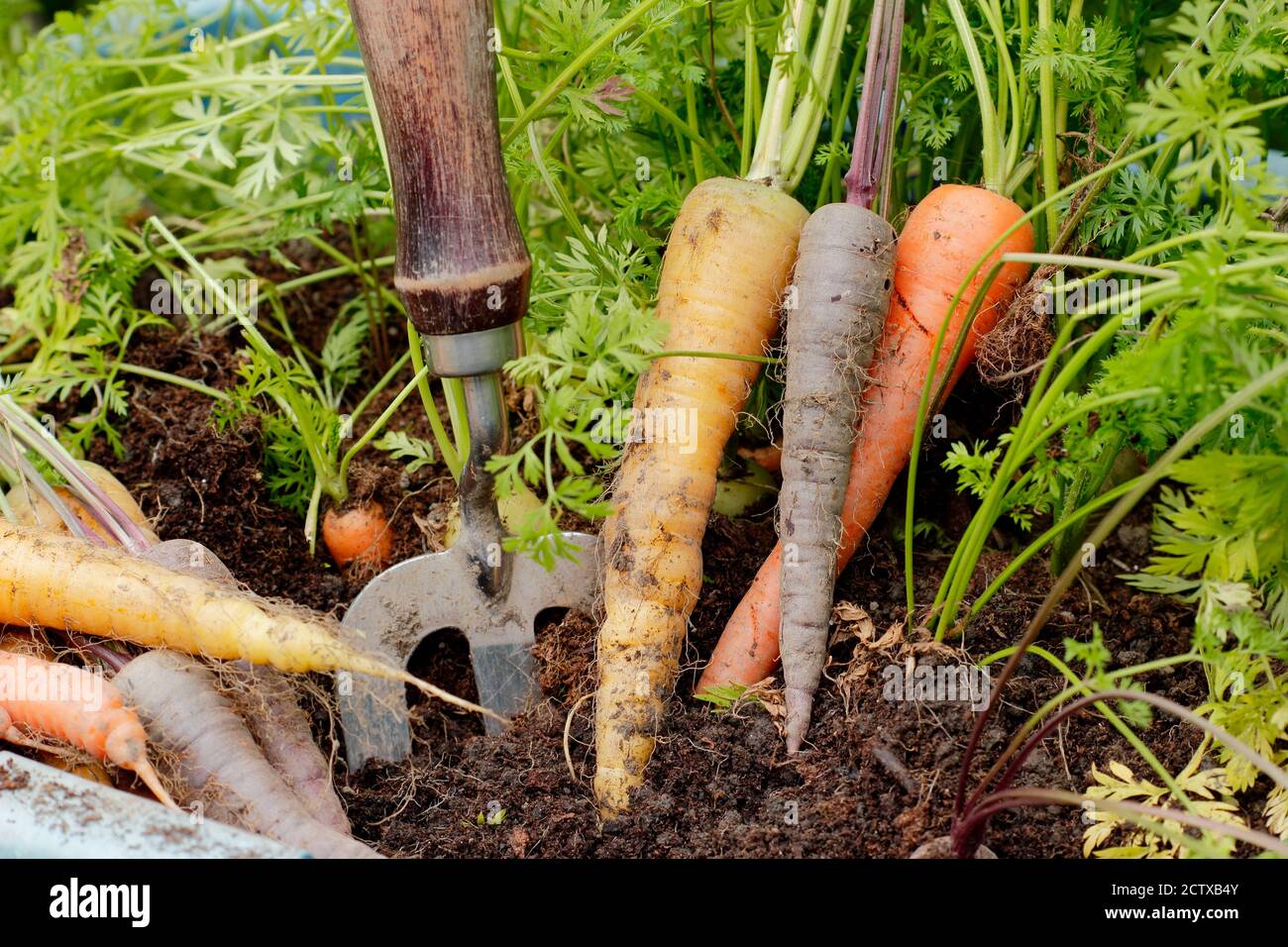 Daucus carota 'Harlequin' F1. Raccogliendo carote di Harlequin coltivate in un contenitore in un terreno di coltura domestico. REGNO UNITO Foto Stock