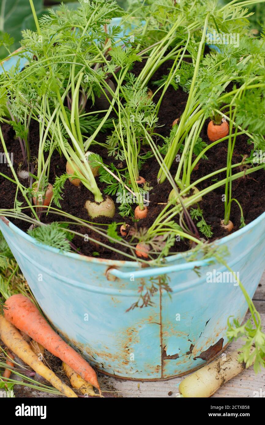 Daucus carota 'Harlequin' F1. Carote che crescono in un contenitore in un terreno di veg domestico. REGNO UNITO Foto Stock