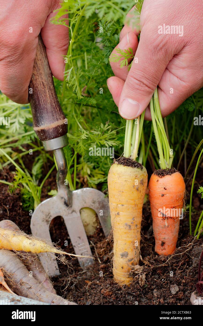 Daucus carota 'Harlequin' F1. Raccogliendo carote di Harlequin coltivate in un contenitore in un terreno di coltura domestico. REGNO UNITO Foto Stock